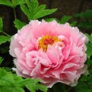 Heirloom 'Rose Heart' Peony Flower 5 PCS Seeds