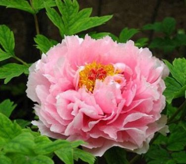 Heirloom 'Rose Heart' Peony Flower 5 PCS Seeds