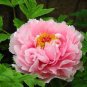 Heirloom 'Rose Heart' Peony Flower 5 PCS Seeds