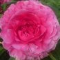 Heirloom 'Rose Heart' Peony Flower 5 PCS Seeds