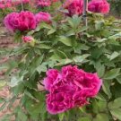 Heirloom 'Shan Hutai' Rose Red Peony Tree Flower 5 PCS Seeds