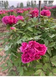 Heirloom 'Shan Hutai' Rose Red Peony Tree Flower 5 PCS Seeds