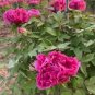 Heirloom 'Shan Hutai' Rose Red Peony Tree Flower 5 PCS Seeds