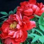 Heirloom 'Shan Hutai' Rose Red Peony Tree Flower 5 PCS Seeds