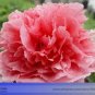 Heirloom 'Shan Hutai' Rose Red Peony Tree Flower 5 PCS Seeds