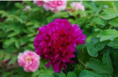 Heirloom 'Shou An Hong' Red Chinese Peony Seedling Flower 5 PCS Seeds
