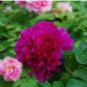 Heirloom 'Shou An Hong' Red Chinese Peony Seedling Flower 5 PCS Seeds