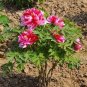 Heirloom 'Shou An Hong' Red Chinese Peony Seedling Flower 5 PCS Seeds