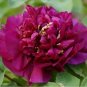 Heirloom 'Shou An Hong' Red Chinese Peony Seedling Flower 5 PCS Seeds