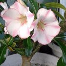 Heirloom 'Shui Wang' Adenium Desert rose 2 PCS Seeds