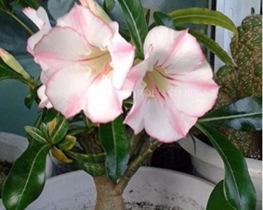Heirloom 'Shui Wang' Adenium Desert rose 2 PCS Seeds