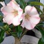 Heirloom 'Shui Wang' Adenium Desert rose 2 PCS Seeds