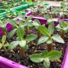 Heirloom 'Somalense' Adenium White Pink Desert Rose 2 PCS Seeds