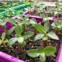 Heirloom 'Somalense' Adenium White Pink Desert Rose 2 PCS Seeds