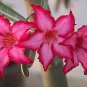 Heirloom 'Somalense' Adenium White Pink Desert Rose 2 PCS Seeds