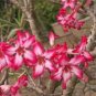 Heirloom 'Somalense' Adenium White Pink Desert Rose 2 PCS Seeds