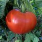 Heirloom 'Strawberry' Tomato 100 PCS Seeds