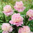 Heirloom 'Tou guan' Pink Peony Shrub 5 PCS Seeds Heirloom 'Tou guan' Pink Peony Shrub 5 PCS Seeds