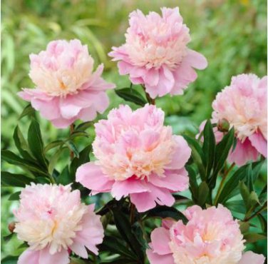 Heirloom 'Tou guan' Pink Peony Shrub 5 PCS Seeds