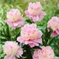 Heirloom 'Tou guan' Pink Peony Shrub 5 PCS Seeds