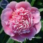 Heirloom 'Tou guan' Pink Peony Shrub 5 PCS Seeds