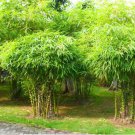 Heirloom 'Xigun' Thin Bonsai Bamboo 30 PCS Seeds