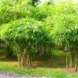 Heirloom 'Xigun' Thin Bonsai Bamboo 30 PCS Seeds