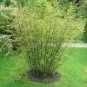 Heirloom 'Xigun' Thin Bonsai Bamboo 30 PCS Seeds