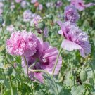 Heirloom 'Xin Shou' Light Purple Peony Plant Flower 5 PCS Seeds