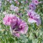 Heirloom 'Xin Shou' Light Purple Peony Plant Flower 5 PCS Seeds