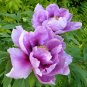 Heirloom 'Xin Shou' Light Purple Peony Plant Flower 5 PCS Seeds