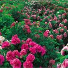 Heirloom 'Xuan li' Dark Red White Yellow Rose Red Mixed Peony Tree 5 PCS Seeds Heirloom 'Xuan li' Dark Red White Yellow Rose Red Mixed Peony Tree 5 PCS Seeds
