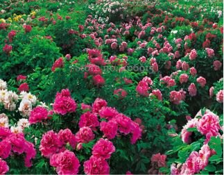 Heirloom 'Xuan li' Dark Red White Yellow Rose Red Mixed Peony Tree 5 PCS Seeds