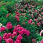 Heirloom 'Xuan li' Dark Red White Yellow Rose Red Mixed Peony Tree 5 PCS Seeds