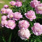 Heirloom 'Ying Ge Lv' Small Green Peony Shrub Bonsai Flower 5 PCS Seeds Heirloom 'Ying Ge Lv' Small Green Peony Shrub Bonsai Flower 5 PCS Seeds