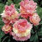Heirloom 'Ying Ge Lv' Small Green Peony Shrub Bonsai Flower 5 PCS Seeds