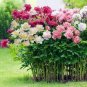 Heirloom 'Ying Ge Lv' Small Green Peony Shrub Bonsai Flower 5 PCS Seeds