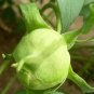 Heirloom 'Ying Ge Lv' Small Green Peony Shrub Bonsai Flower 5 PCS Seeds
