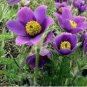 Heirloom 'Zi Die Ying Feng' Dark Purple with Black Spot Peony Flower 5 PCS Seeds