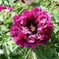 Heirloom 'Zi Die Ying Feng' Dark Purple with Black Spot Peony Flower 5 PCS Seeds