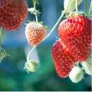 Heirloom 9 Varieties of Red Organic Strawberry 100 PCS Seeds