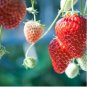 Heirloom 9 Varieties of Red Organic Strawberry 100 PCS Seeds
