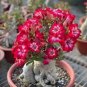 Heirloom Adenium New Pumsawai Desert Rose Bonsai 2 PCS Seeds
