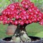 Heirloom Adenium New Pumsawai Desert Rose Bonsai 2 PCS Seeds