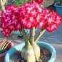 Heirloom Adenium New Pumsawai Desert Rose Bonsai 2 PCS Seeds