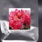 Heirloom Adenium New Pumsawai Desert Rose Bonsai 2 PCS Seeds