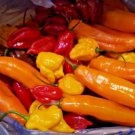 Heirloom Allochroic Pod Pepper 20 PCS Seeds Heirloom Allochroic Pod Pepper 20 PCS Seeds