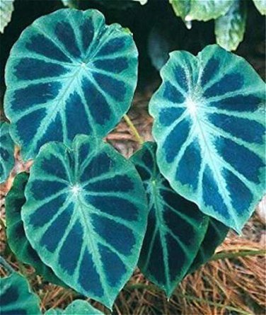 Heirloom Alocasia Macrorrhiza Green Giant Taro Indoor Plant 12 PCS Seeds
