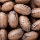 Heirloom American Pecan Seeds 'Nut Walnut' Bonsai 10 PCS Seeds