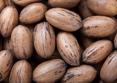 Heirloom American Pecan Seeds 'Nut Walnut' Bonsai 10 PCS Seeds
